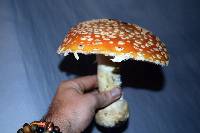 Amanita muscaria image