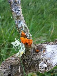 Tremella mesenterica image