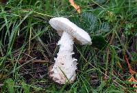 Amanita smithiana image