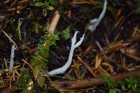 Clavaria fragilis image