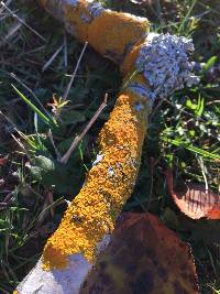 Xanthoria parietina var. parietina image