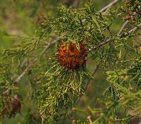 Gymnosporangium juniperi-virginianae image