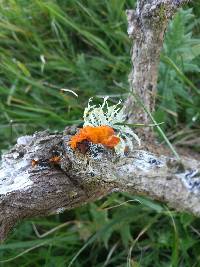 Tremella mesenterica image