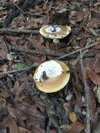 Amanita calyptroderma image