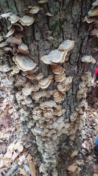 Trametes versicolor image