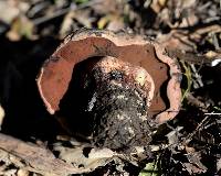 Boletus eastwoodiae image