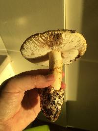 Amanita calyptroderma image