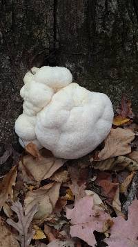 Hericium erinaceus image