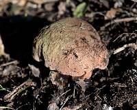 Boletus eastwoodiae image