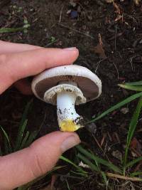 Agaricus xanthodermus image