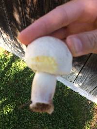 Agaricus xanthodermus image