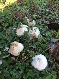 Agaricus californicus image