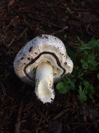 Agaricus californicus image