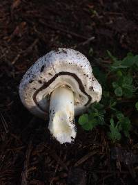 Agaricus californicus image