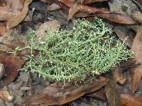 Usnea strigosa image