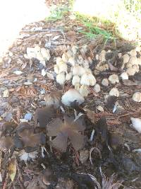 Coprinellus micaceus image