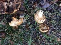 Lactarius alnicola image