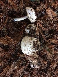 Chlorophyllum brunneum image