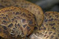 Polyporus squamosus image