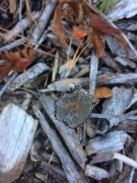 Coprinopsis lagopus image