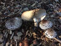 Chlorophyllum brunneum image