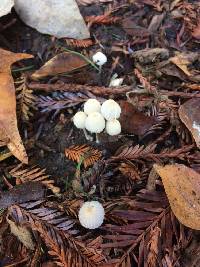 Coprinellus disseminatus image