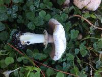 Agaricus californicus image