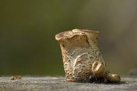 Polyporus squamosus image