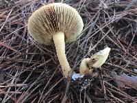 Agrocybe putaminum image