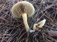 Agrocybe putaminum image