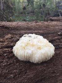 Hericium erinaceus image