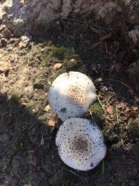 Agaricus californicus image