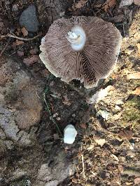 Agaricus californicus image