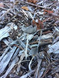 Coprinopsis lagopus image