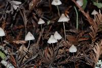 Mycena capillaripes image