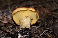 Suillus ponderosus image