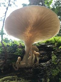 Pleurotus ostreatus image