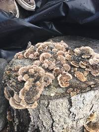 Trametes versicolor image