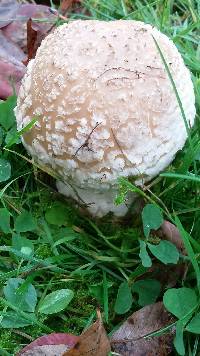 Amanita muscaria var. guessowii image