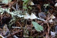 Mycena capillaripes image