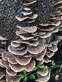 Trametes versicolor image