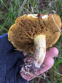 Suillus granulatus image