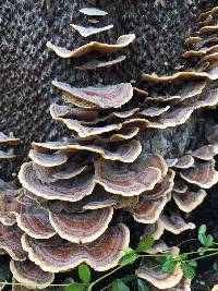 Trametes versicolor image