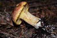 Suillus ponderosus image