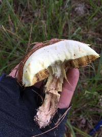 Suillus granulatus image