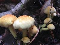 Hypholoma fasciculare image