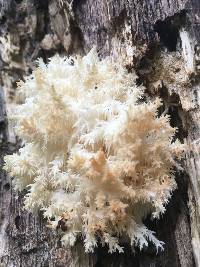 Hericium coralloides image