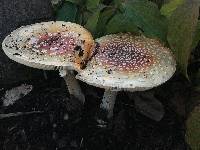 Amanita muscaria image