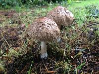 Chlorophyllum olivieri image