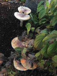 Amanita muscaria image